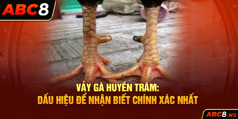 Vảy Gà Huyền Trâm: Dấu Hiệu Để Nhận Biết Chính Xác Nhất